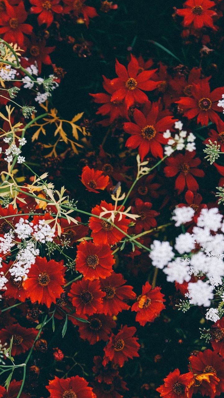 red flower