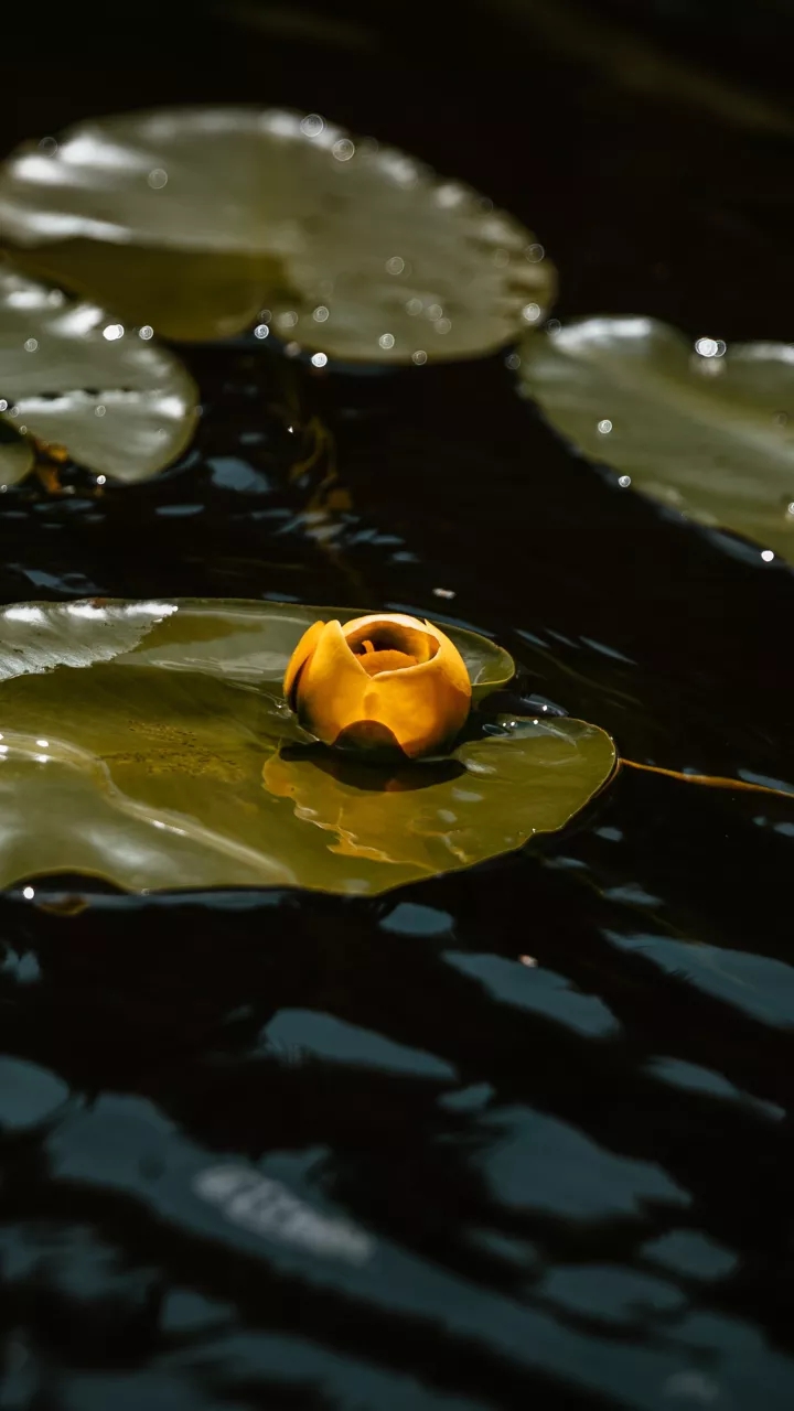 lotus