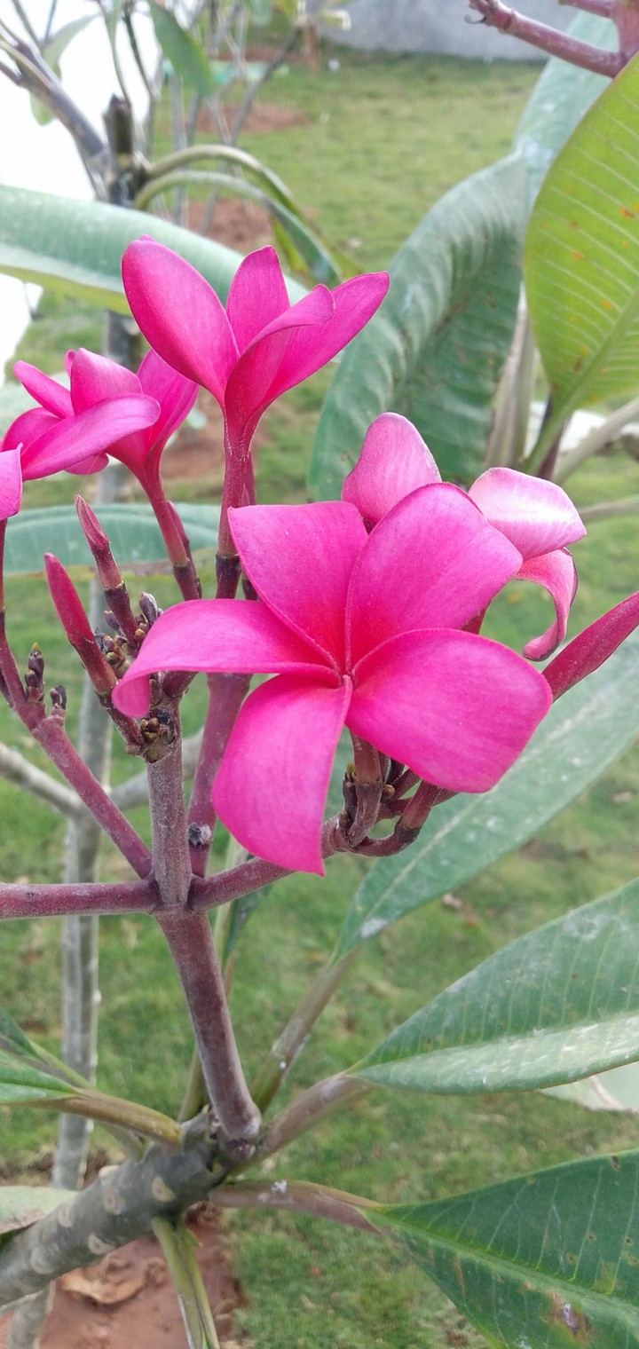 #Pink Beauty