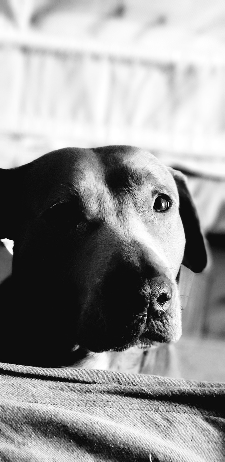 Monochrome Mocha