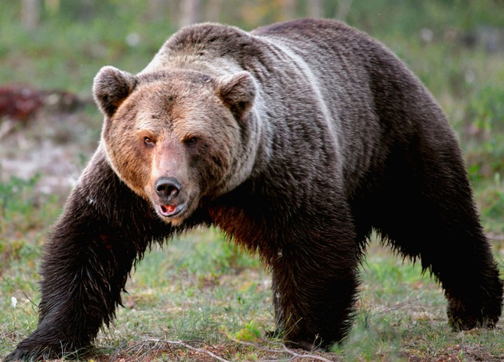 Siberian brown bear