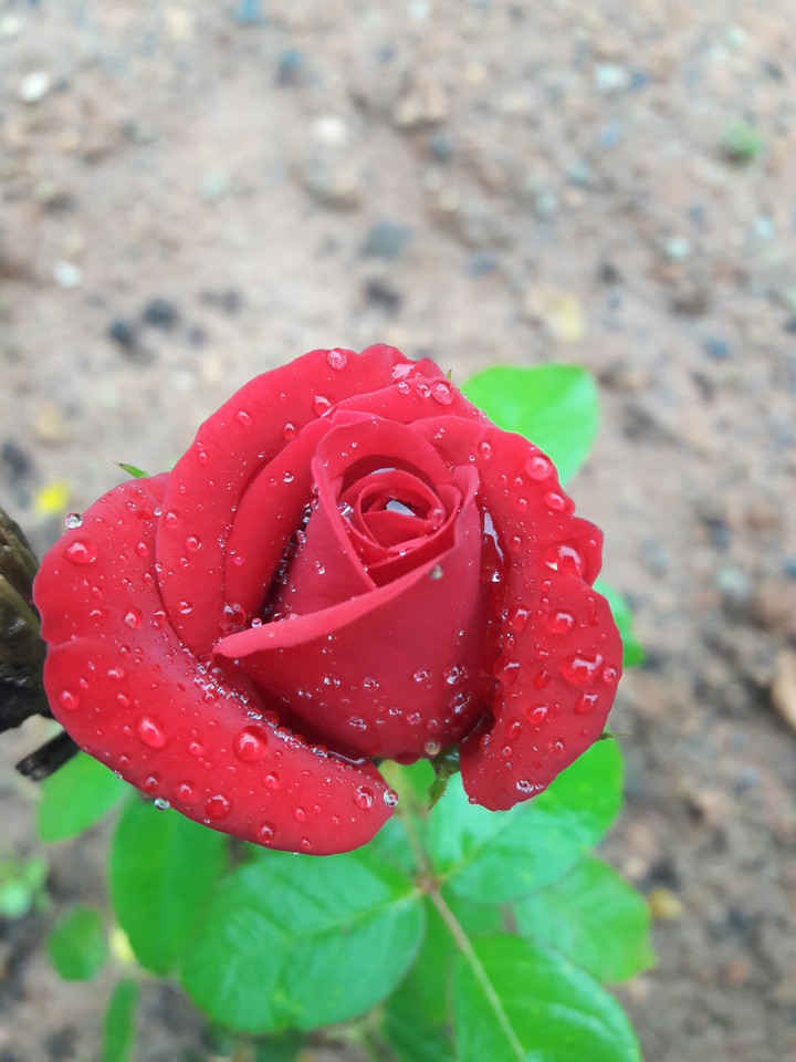 Red rose