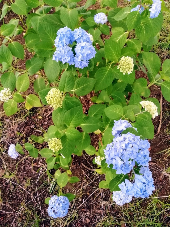 hydrangea
