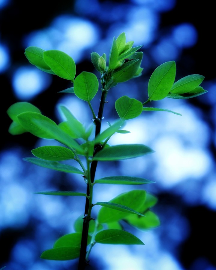 Nature