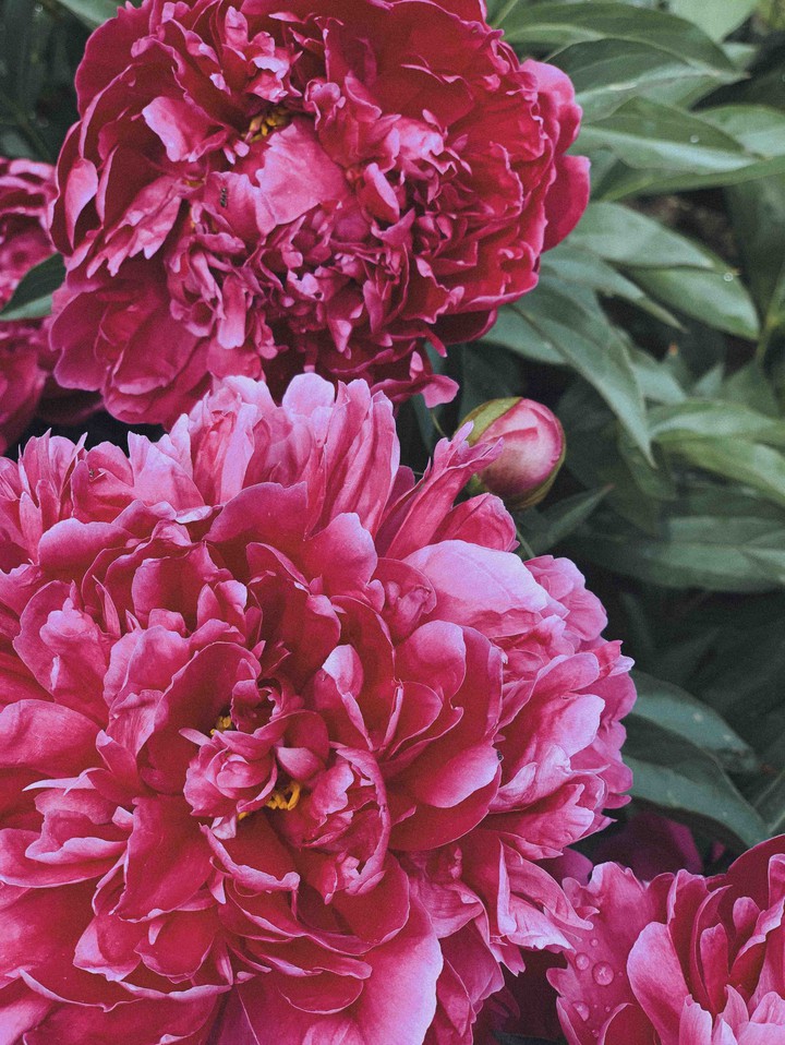 peonies
