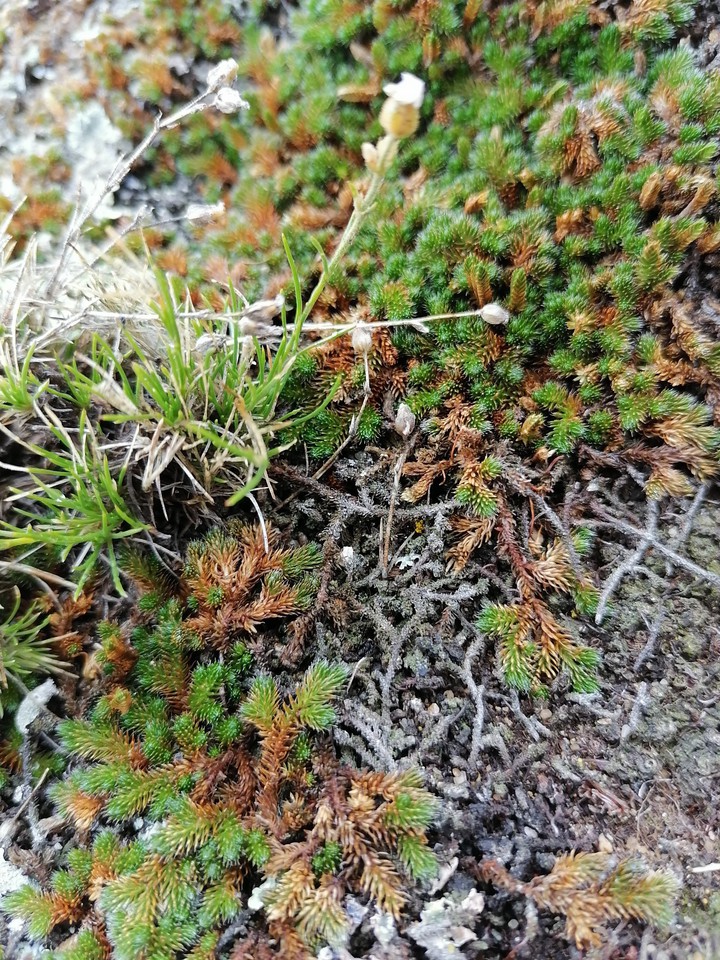 Baikal flora