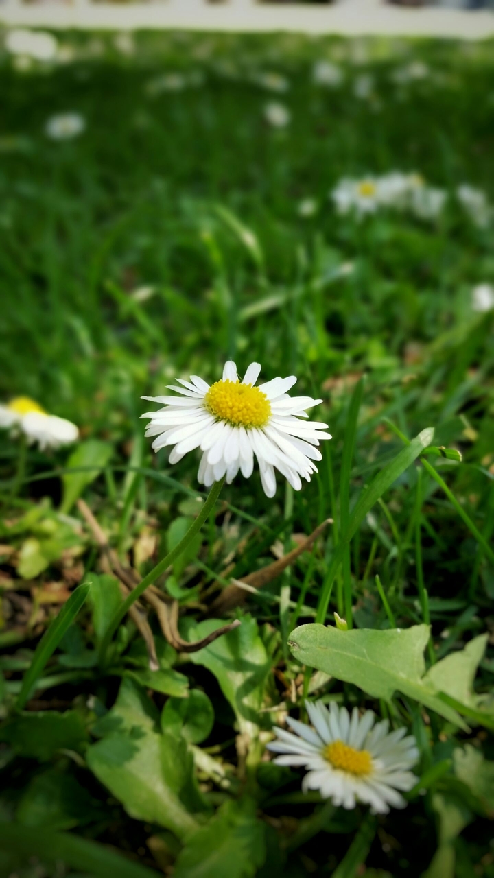 Flor Salvaje