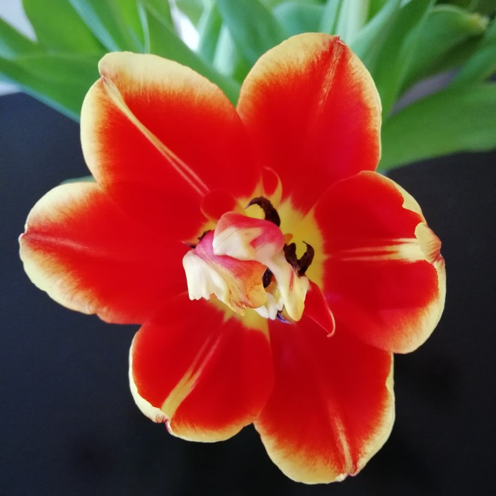 Red passion