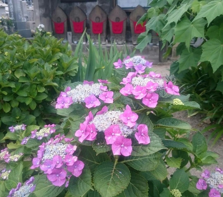 紫陽花