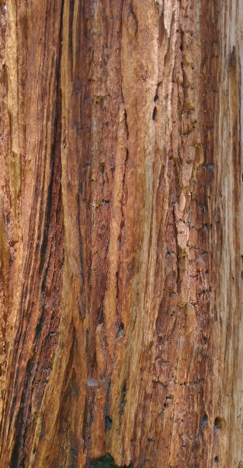 brown, tree वॉलपेपर