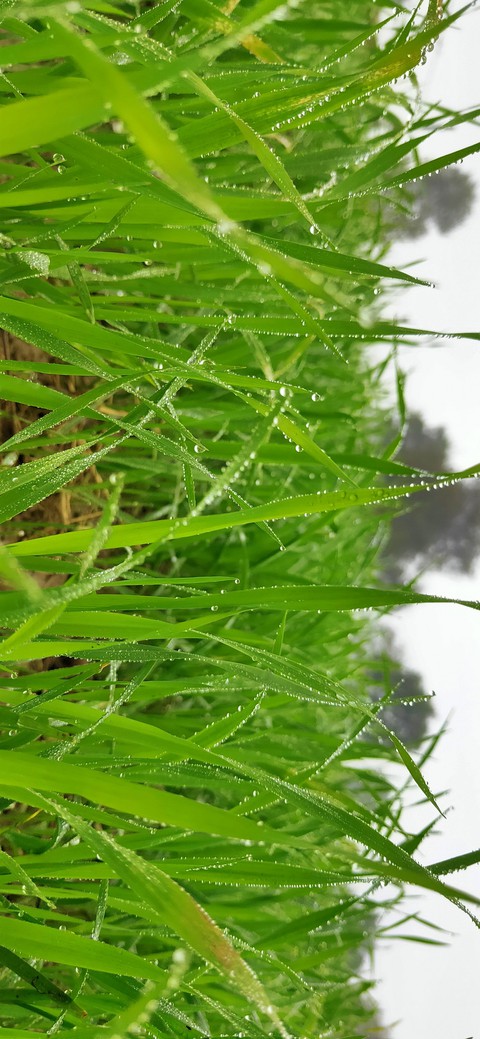 Green plants