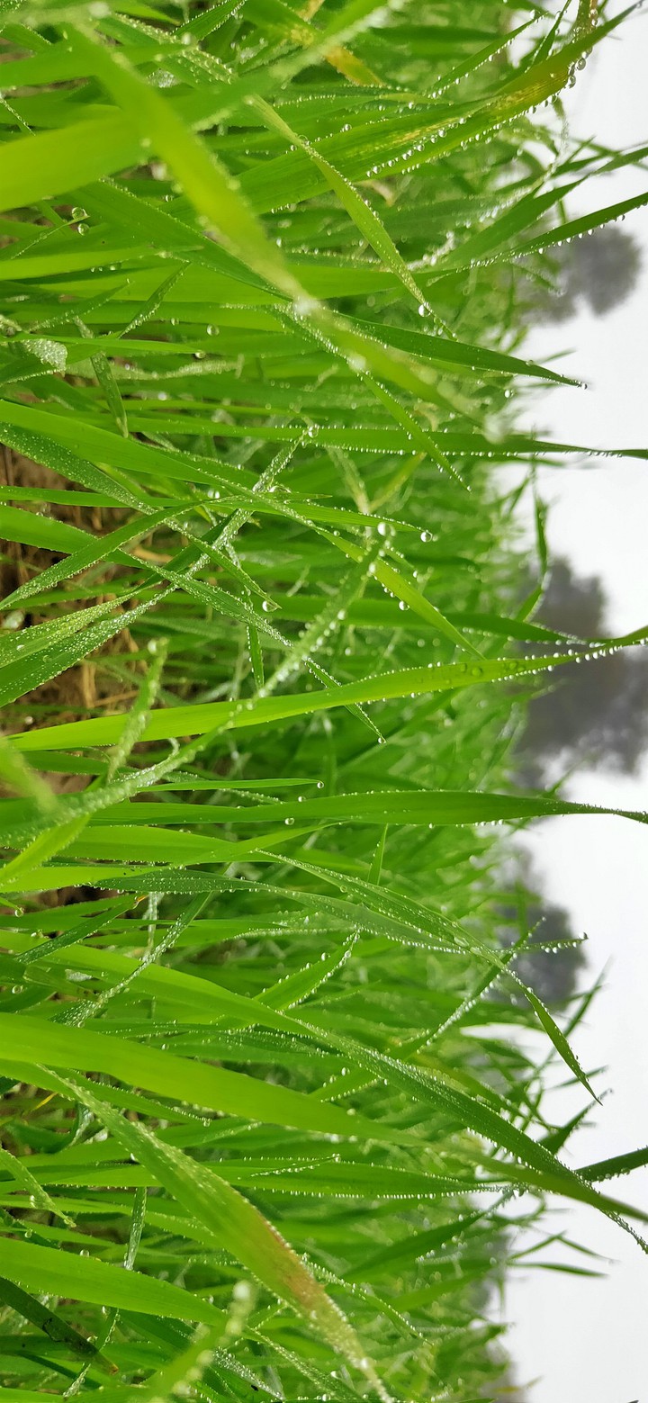 Green plants