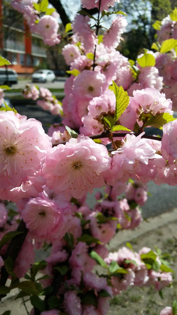 Pink flowers 2.