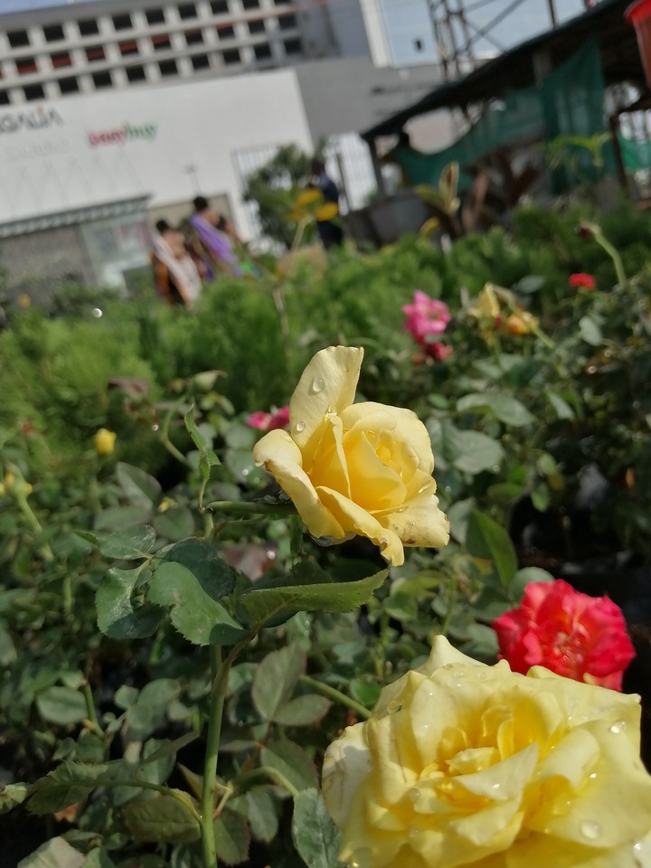 Beautiful Roses