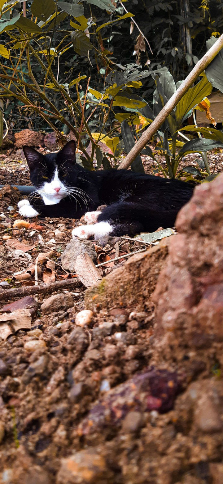 the cat