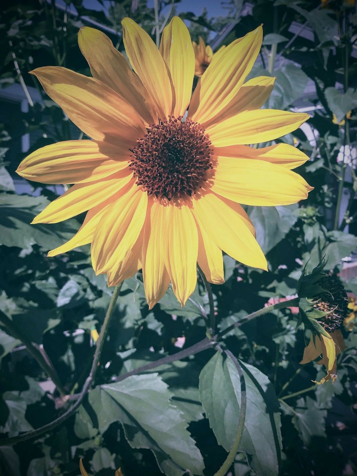 sunflower