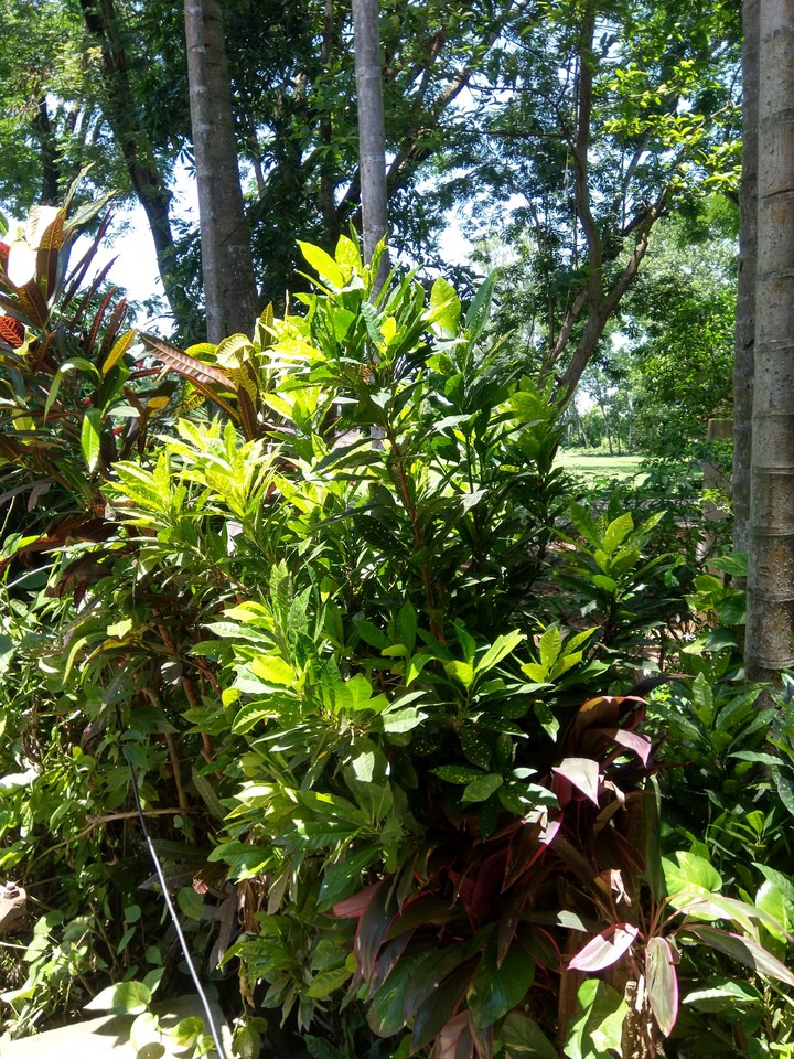 nature