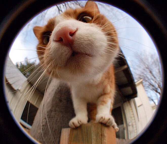 н