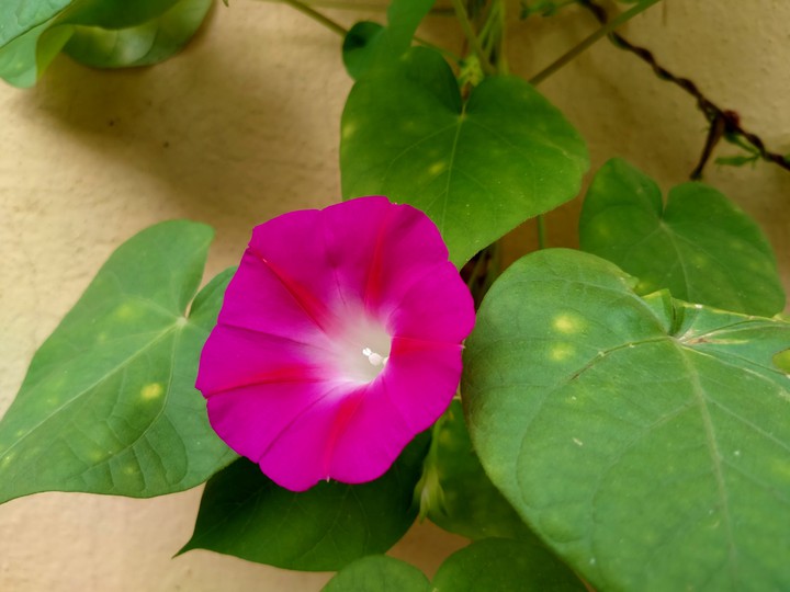 Beautiful dark pink flower