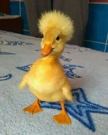 duck