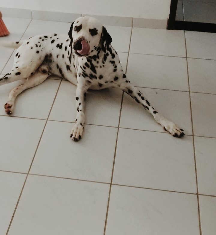 Dálmata