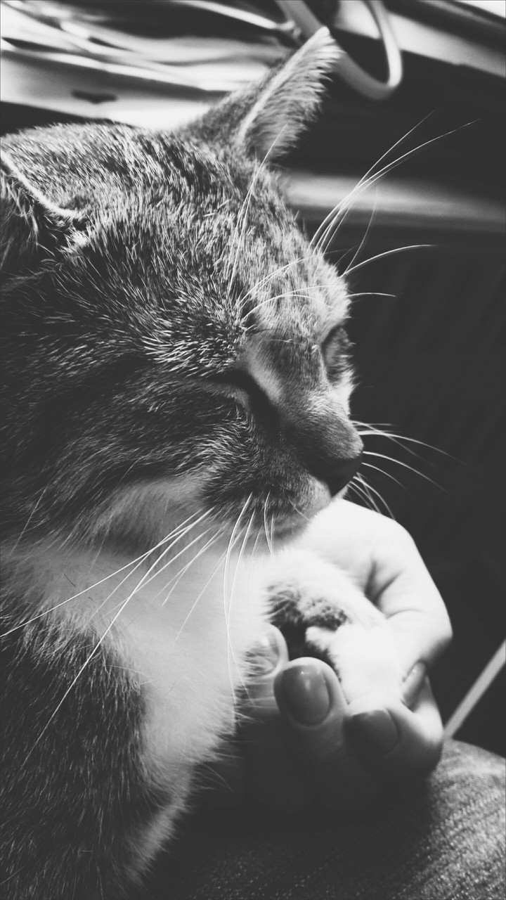 Kitty