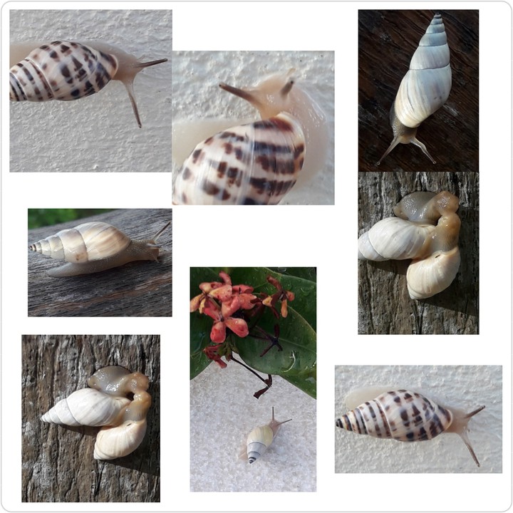 Caracolas2 ??