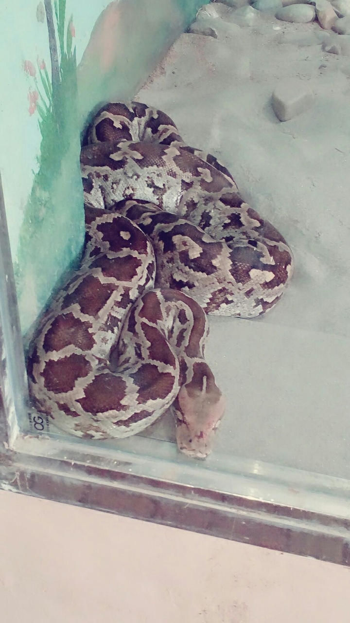 Python