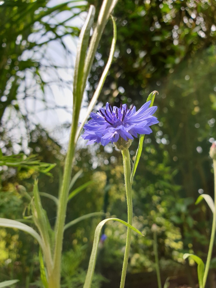 cornflower