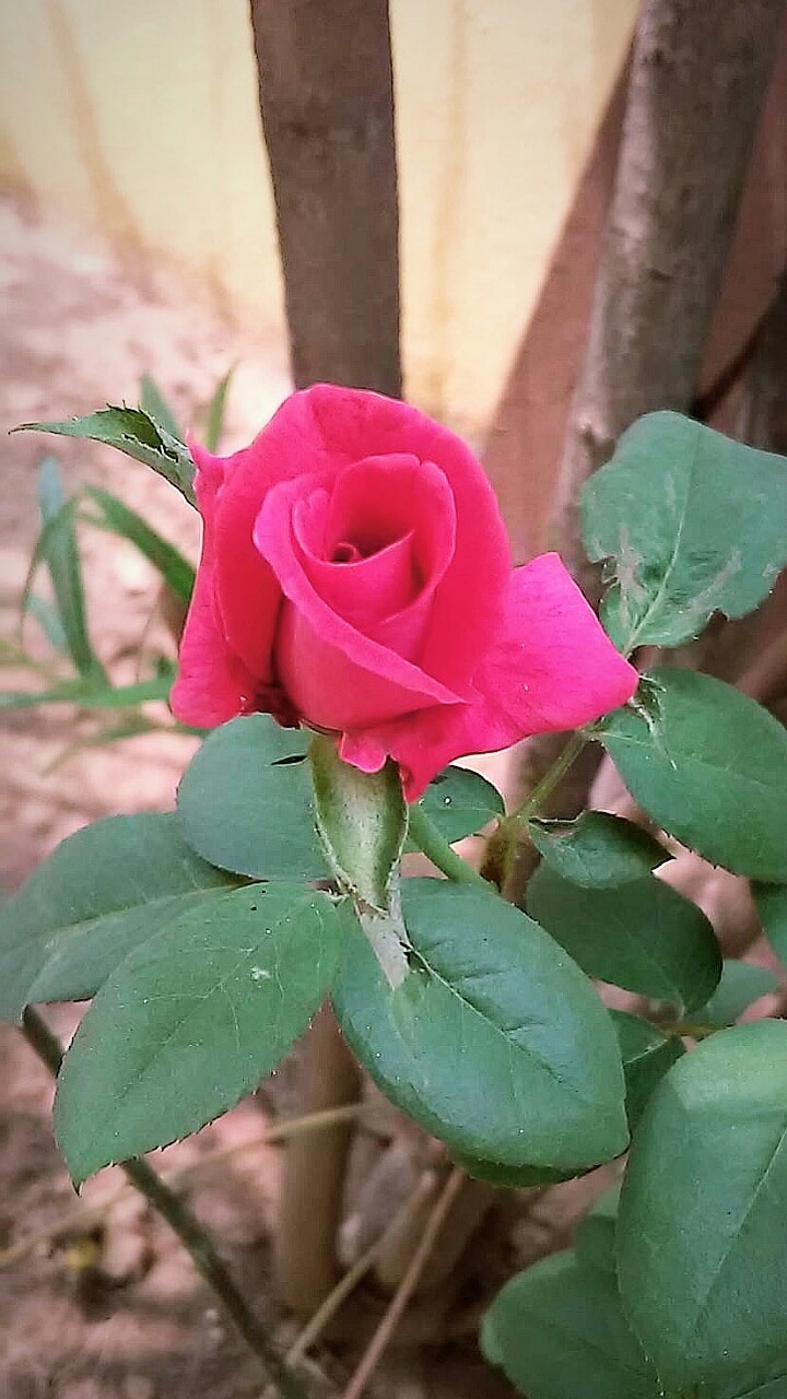 rose beaitiful