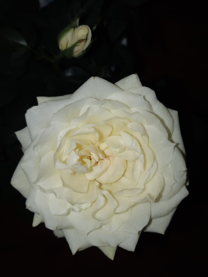 белая роза - the white rose