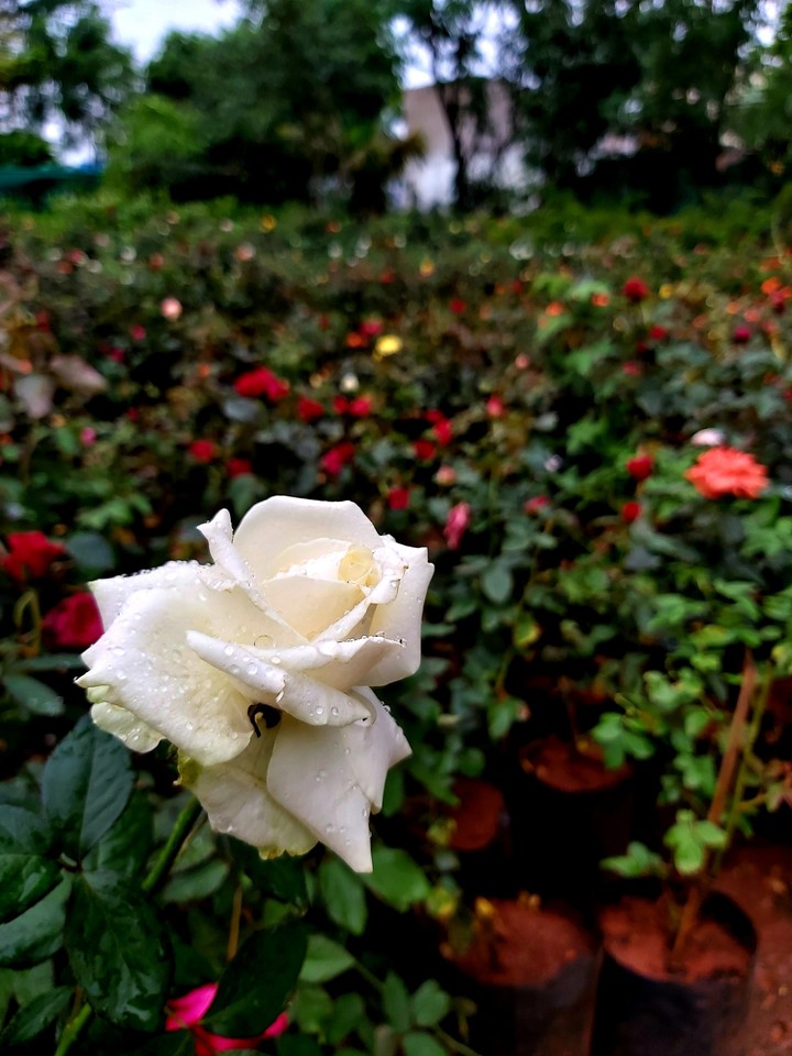 The Beauty in Many