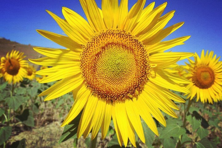 girasoli
