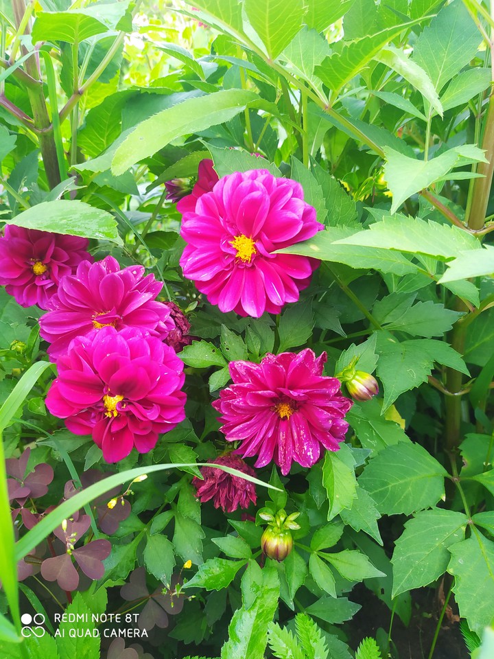 magenta