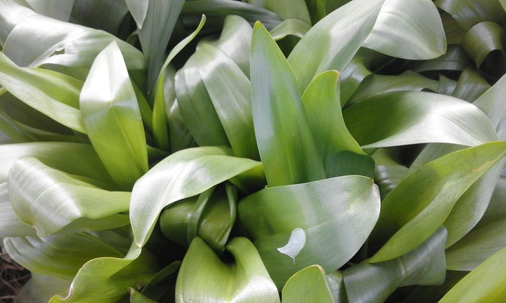 GREEN GREEN GREEN