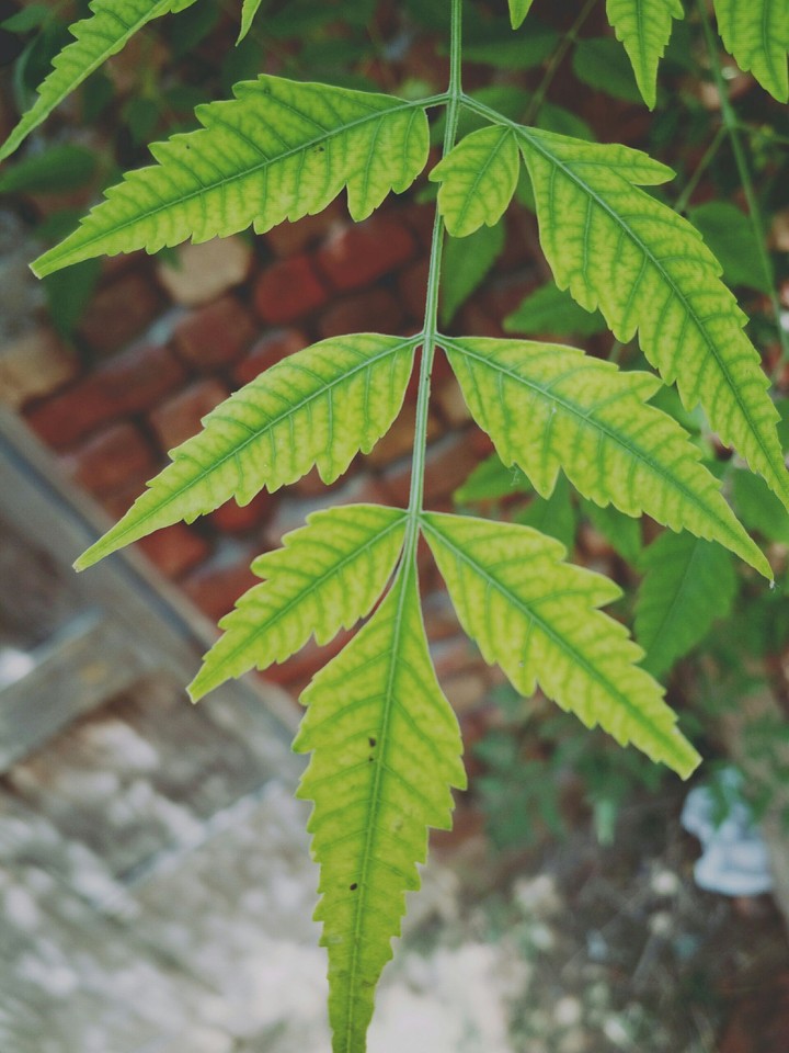 tree