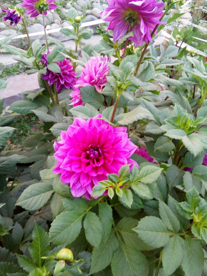 শহীদ হাদিছ পারক