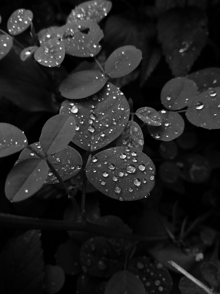 black leaves white drops