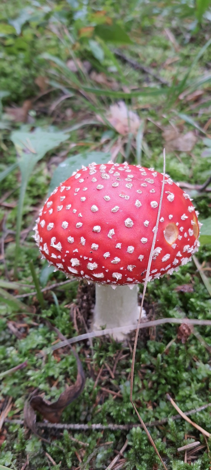 КМА. Мухомор