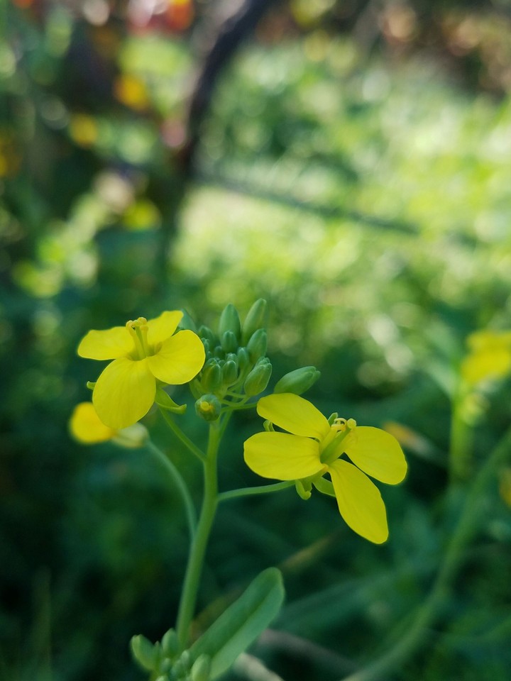 Yellow Glow