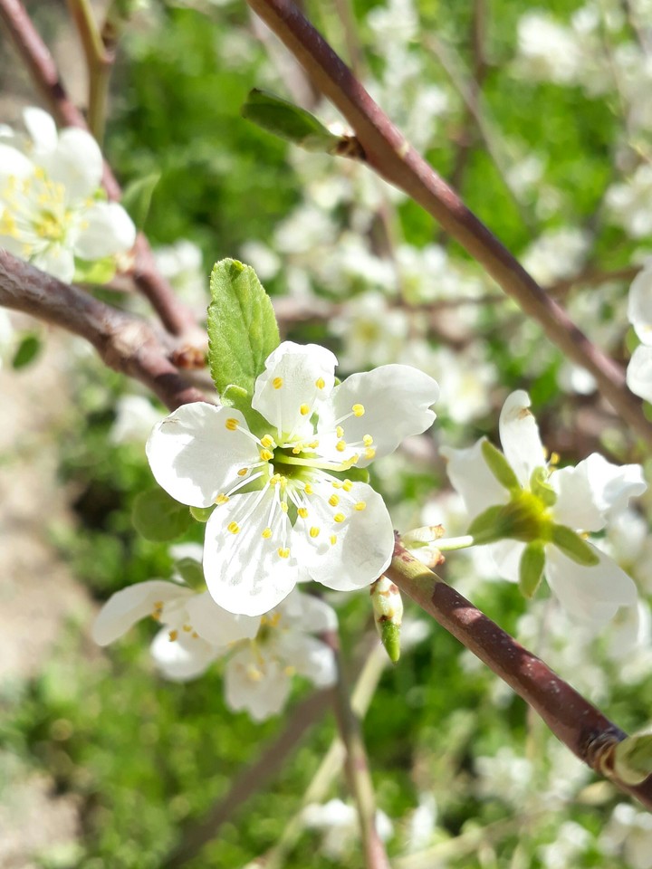 flower