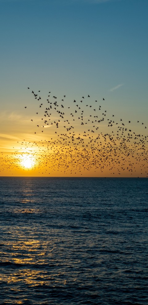 flock, bird wallpapers