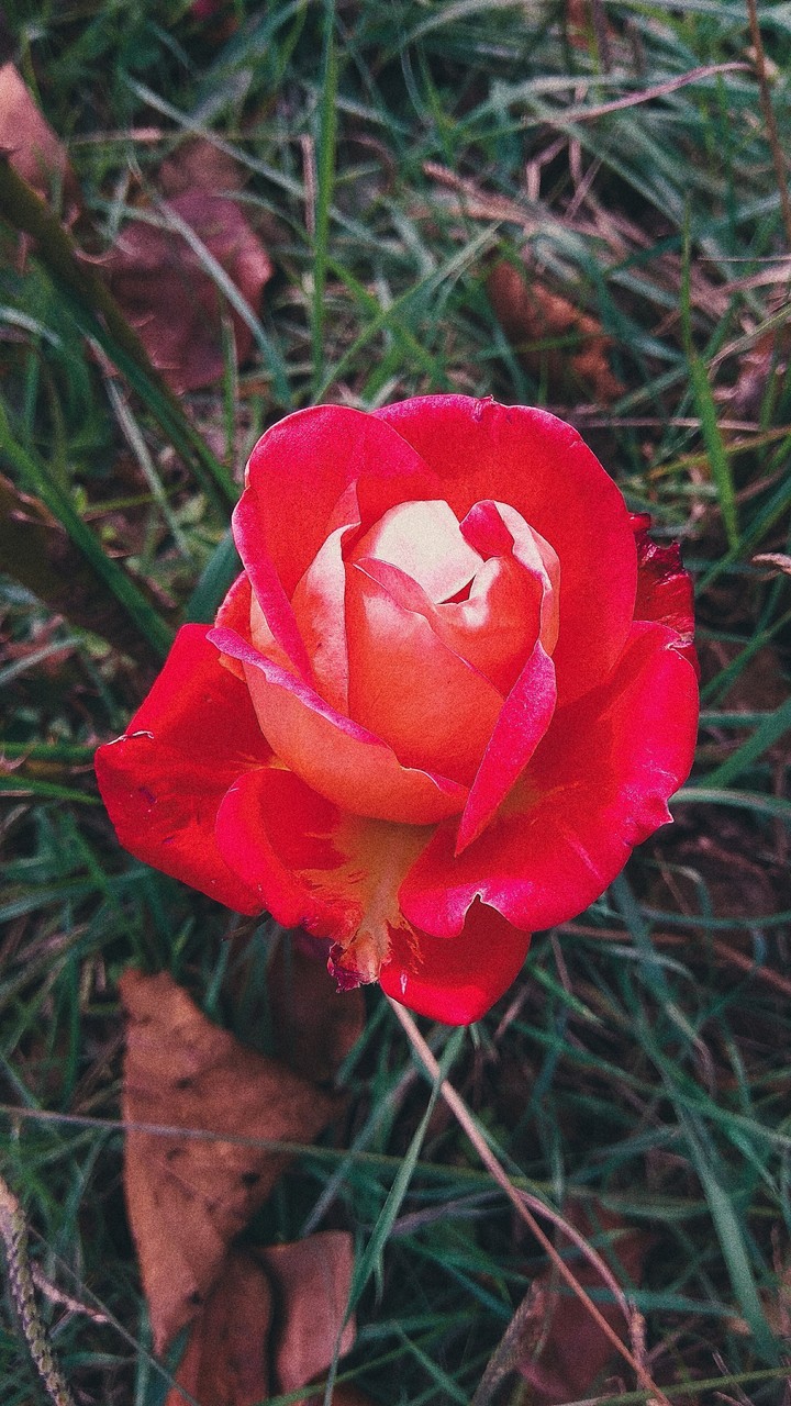 Зимняя роза