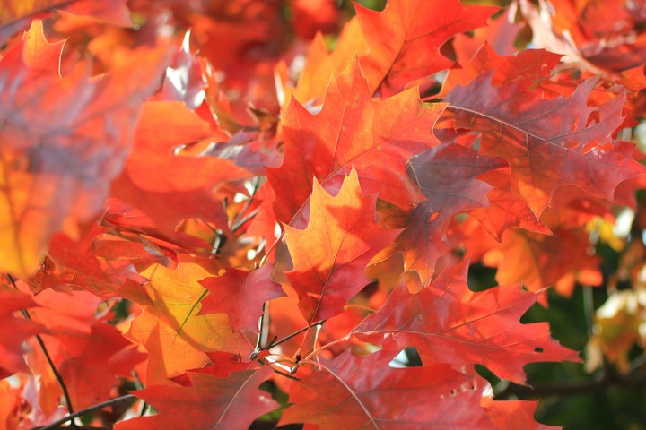 Autumn session