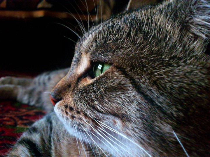 Кот