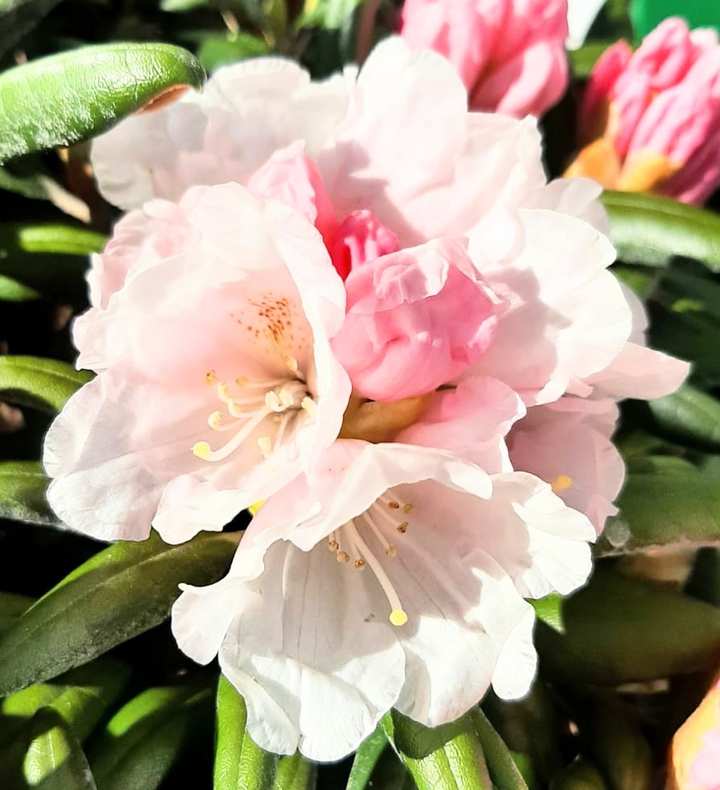 Blüten