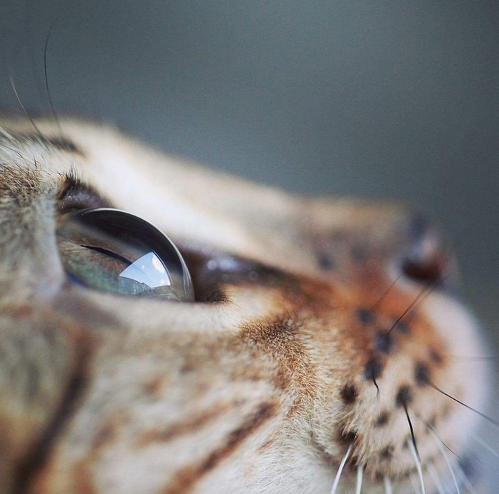 cate