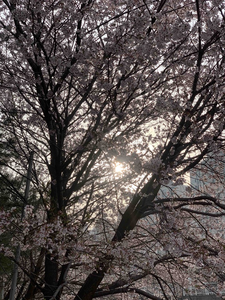 벚꽃