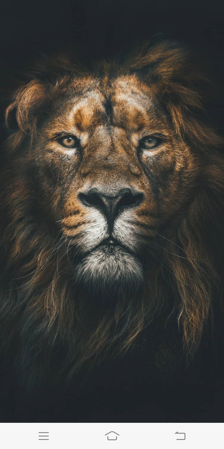 loin