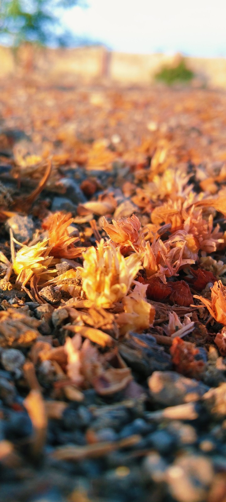 flower on The ground